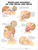 Whiplash Injuries of the Head and Neck Anatomical Chart