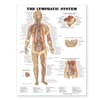 Lymphatic System Anatomical Chart
