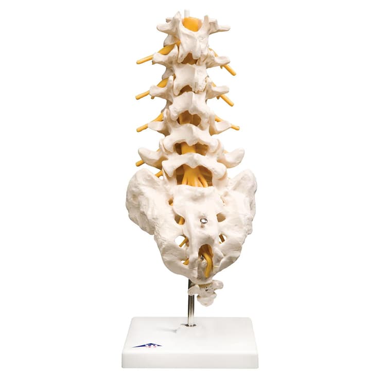 Flexible Lumbar Vertebral Column