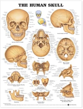 Human Skull Anatomical Chart