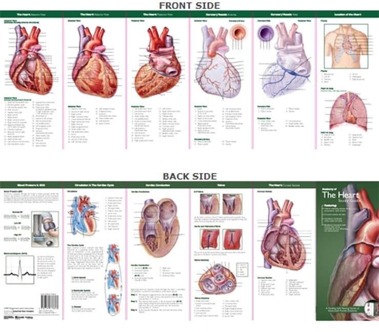 Anatomical Chart Company's Illustrated Pocket Anatomy: Anatomy of The Heart Study Guide