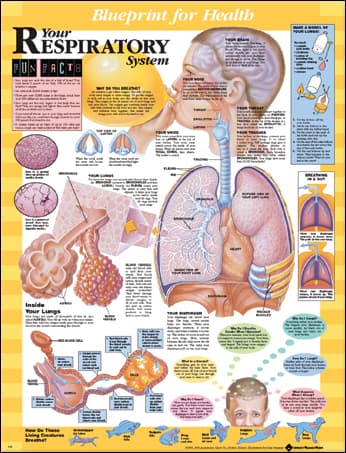 Blueprint for Health Your Respiratory System Chart