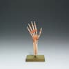 Functional Model of the Hand and Wrist