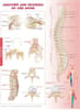 Anatomy and Injuries of the Spine Anatomical Chart