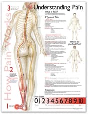 Understanding Pain Anatomical Chart