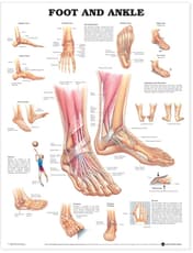 Foot and Ankle Anatomical Chart