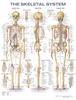 The Skeletal System Anatomical Chart
