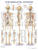 The Skeletal System Anatomical Chart