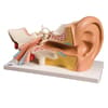 Four-Part Ear Model