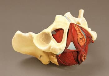 Composite Pelvis and Pelvic Floor