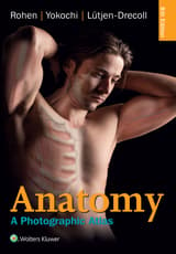 Anatomy