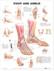 Foot and Ankle Anatomical Chart