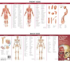 Anatomical Chart Company's Illustrated Pocket Anatomy: The Muscular & Skeletal Systems Study Guide