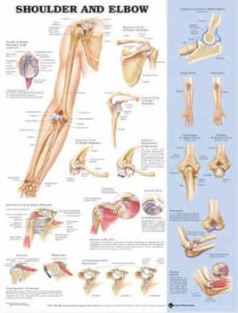 Shoulder and Elbow Anatomical Chart