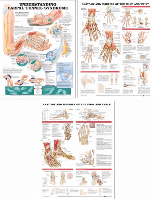 Hand and Wrist, Foot and Ankle, and Carpal Tunnel Syndrome (3) Three Chart Package