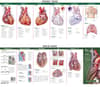 Anatomical Chart Company's Illustrated Pocket Anatomy: Anatomy of The Heart Study Guide