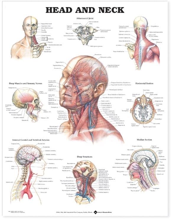 Head and Neck Anatomical Chart