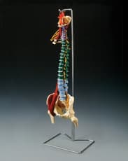 Muscle Spine With Disorders with Stand