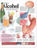 Dangers of Alcohol Anatomical Chart