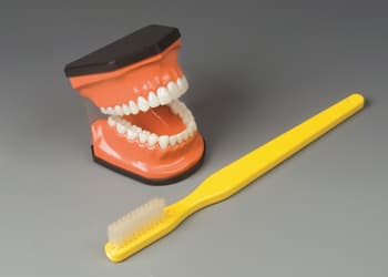 Flossing and Brushing Teaching Model
