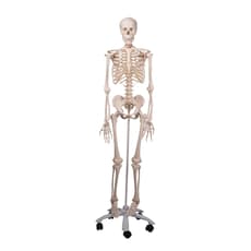 Mr. Plain Skeleton