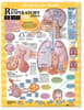 Blueprint for Health Your Respiratory System Chart