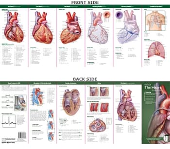 Anatomical Chart Company's Illustrated Pocket Anatomy: Anatomy of The Heart Study Guide