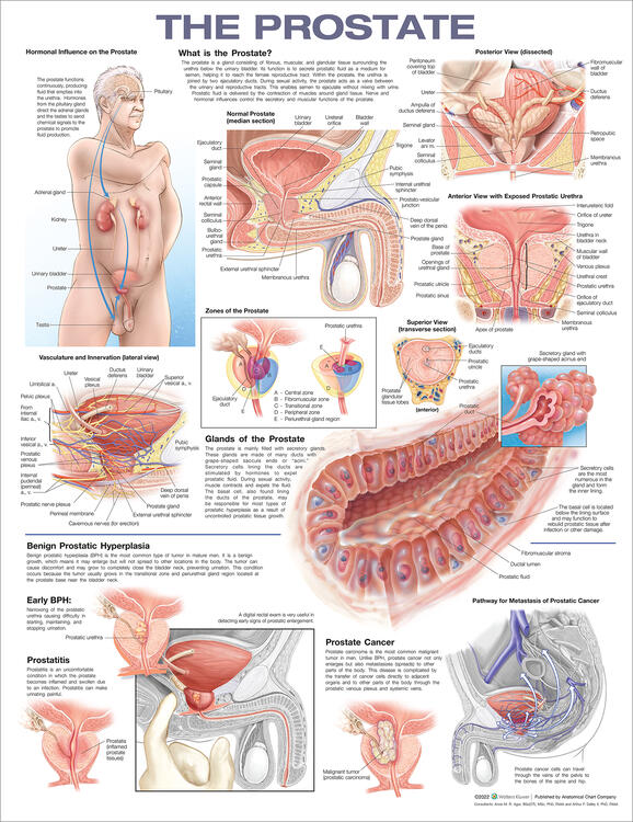 The Prostate Anatomical Chart