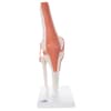 Functional Knee Joint Model (Right)