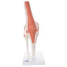 Functional Knee Joint Model (Right)