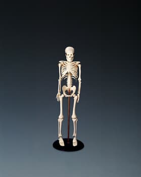 My First Skeleton (Tiny Tim)
