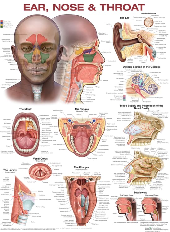 Ear, Nose, and Throat Anatomical Chart