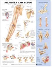 Shoulder and Elbow Anatomical Chart