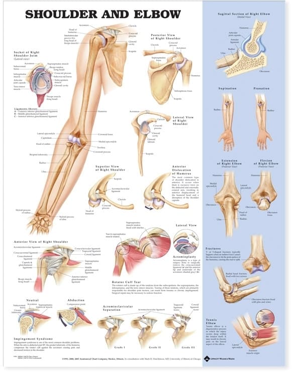 Shoulder and Elbow Anatomical Chart