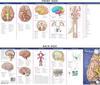 Anatomical Chart Company's Illustrated Pocket Anatomy: Anatomy of The Brain Study Guide