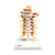 Flexible Cervical Vertebral Column