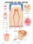 Anatomy of the Teeth Anatomical Chart