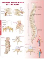 Anatomy and Injuries of the Spine Anatomical Chart