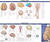 Anatomical Chart Company's Illustrated Pocket Anatomy: Anatomy of The Brain Study Guide