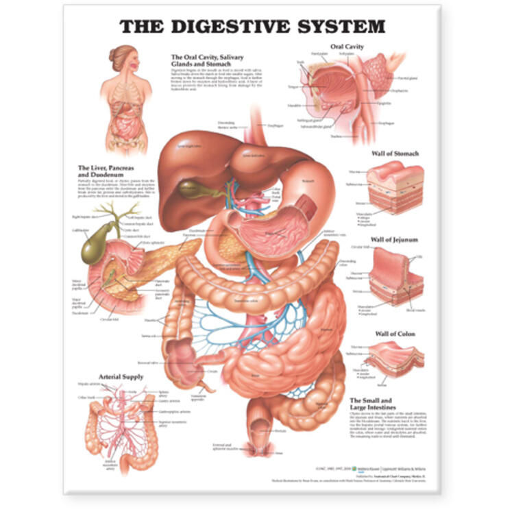 Digestive System Anatomical Chart