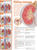 Understanding Kidney Cancer Anatomical Chart