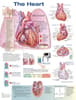 The Heart Anatomical Chart