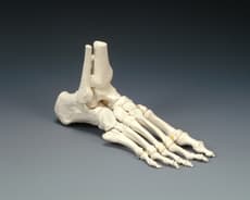 Elastic Foot Model