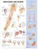 Shoulder and Elbow Anatomical Chart