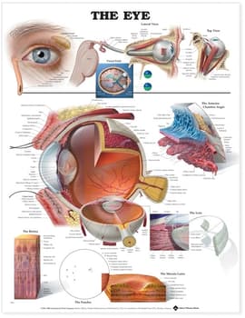 Eye Anatomical Chart