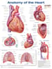 Anatomy of the Heart Anatomical Chart