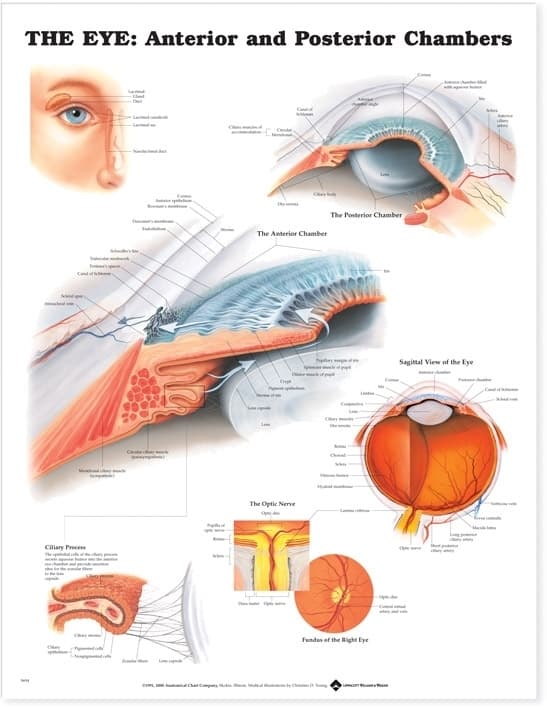 Eye: Anterior and Posterior Chambers