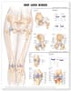 Hip and Knee Anatomical Chart