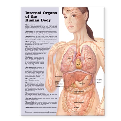 Internal Organs of the Human Body Anatomical Chart