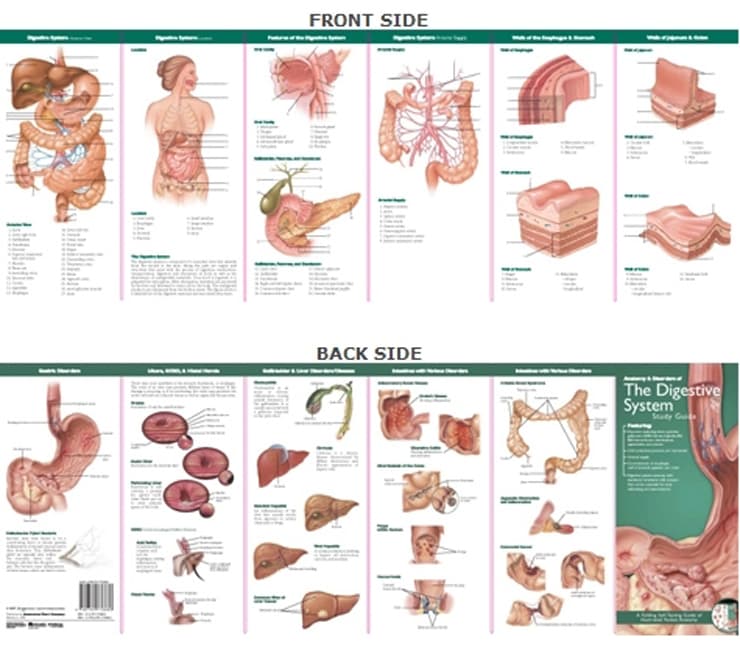 Anatomical Chart Company's Illustrated Pocket Anatomy: Anatomy & Disorders of The Digestive System Study Guide